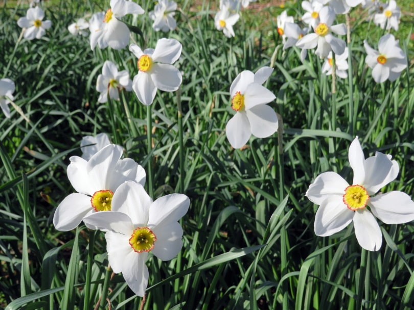 50 Types of White Flowers (with Pictures)