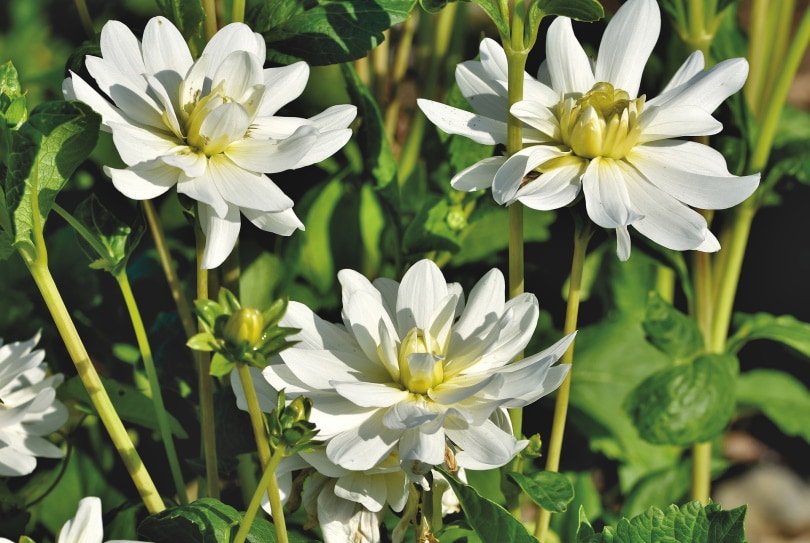 50 Types of White Flowers (with Pictures)