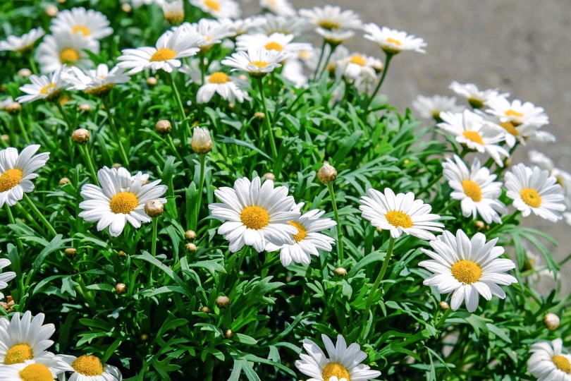 50 Types of White Flowers (with Pictures)