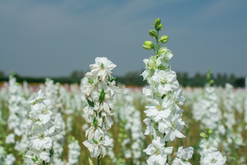 50 Types of White Flowers (with Pictures)