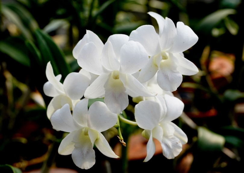 50 Types of White Flowers (with Pictures)
