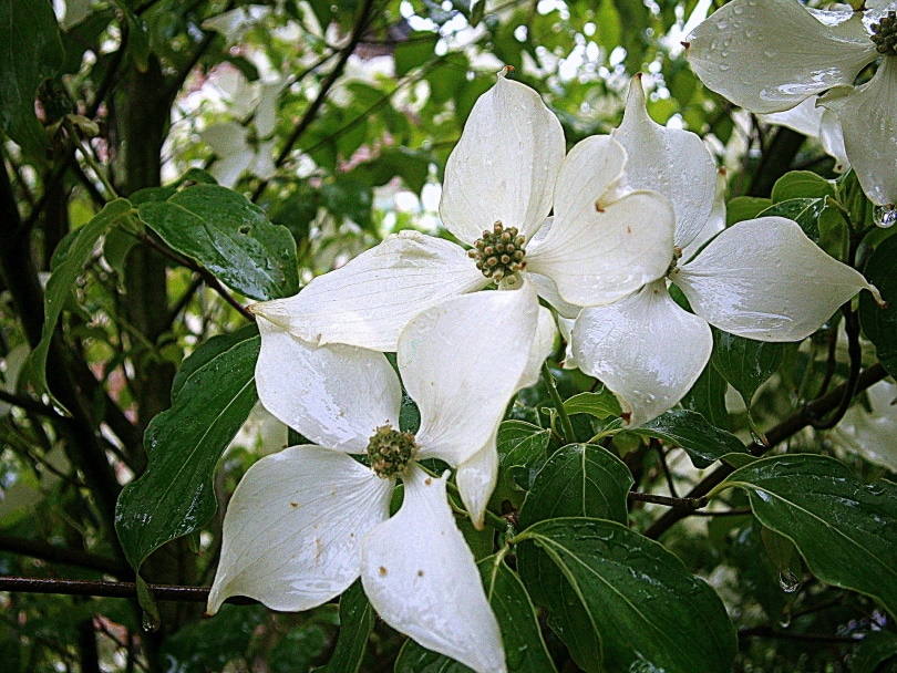 50 Types of White Flowers (with Pictures)