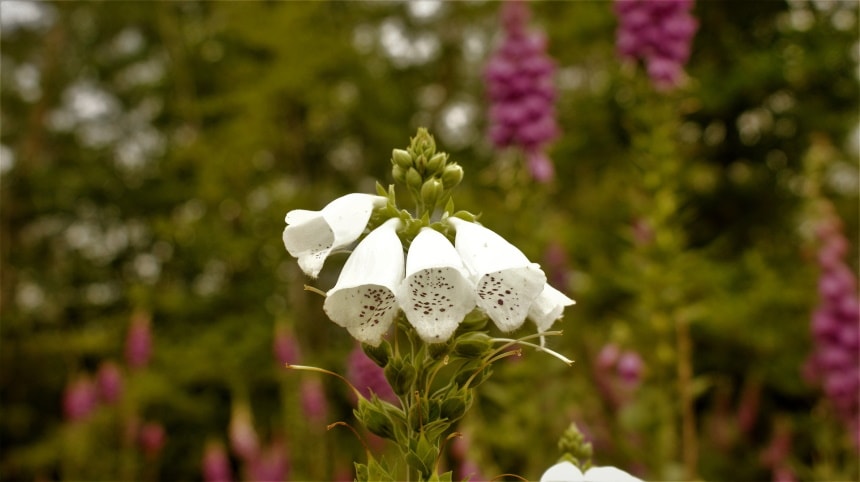 50 Types of White Flowers (with Pictures)