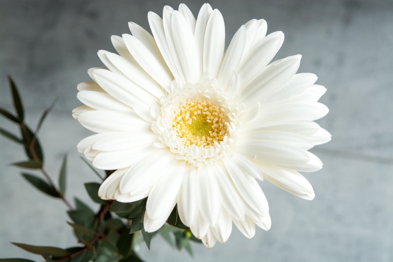 50 Types of White Flowers (with Pictures)