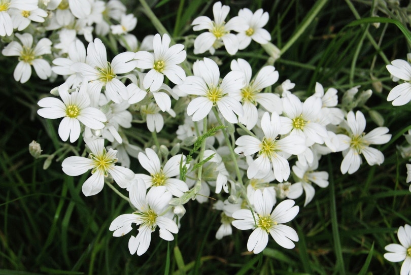 50 Types of White Flowers (with Pictures)
