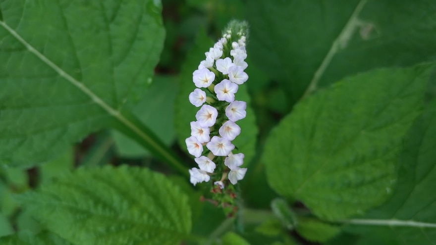 50 Types of White Flowers (with Pictures)