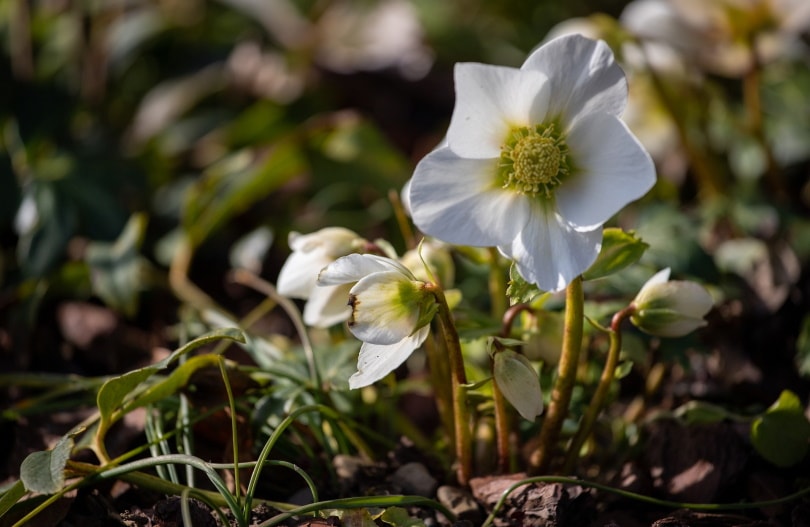 50 Types of White Flowers (with Pictures)
