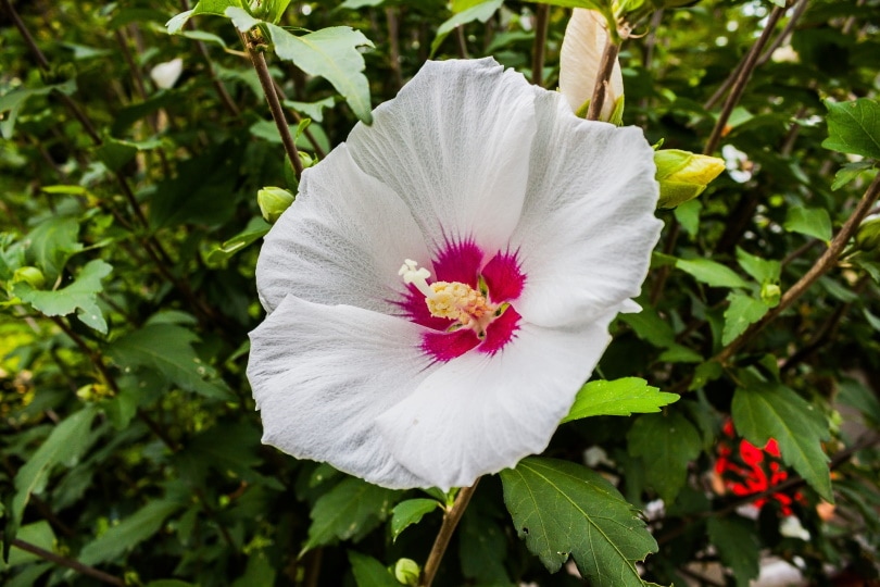 50 Types of White Flowers (with Pictures)
