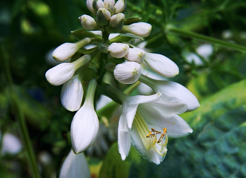 50 Types of White Flowers (with Pictures)