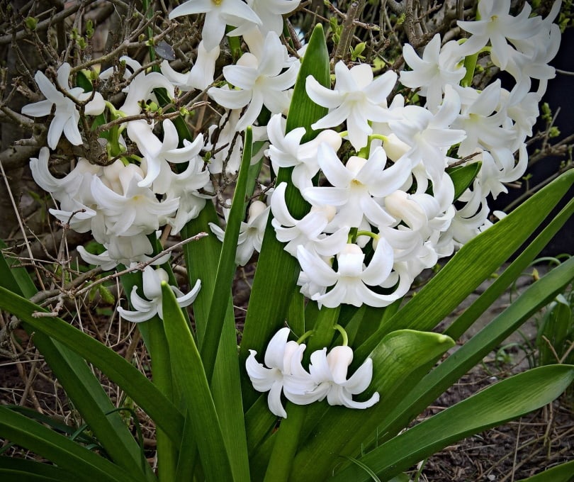 50 Types of White Flowers (with Pictures)