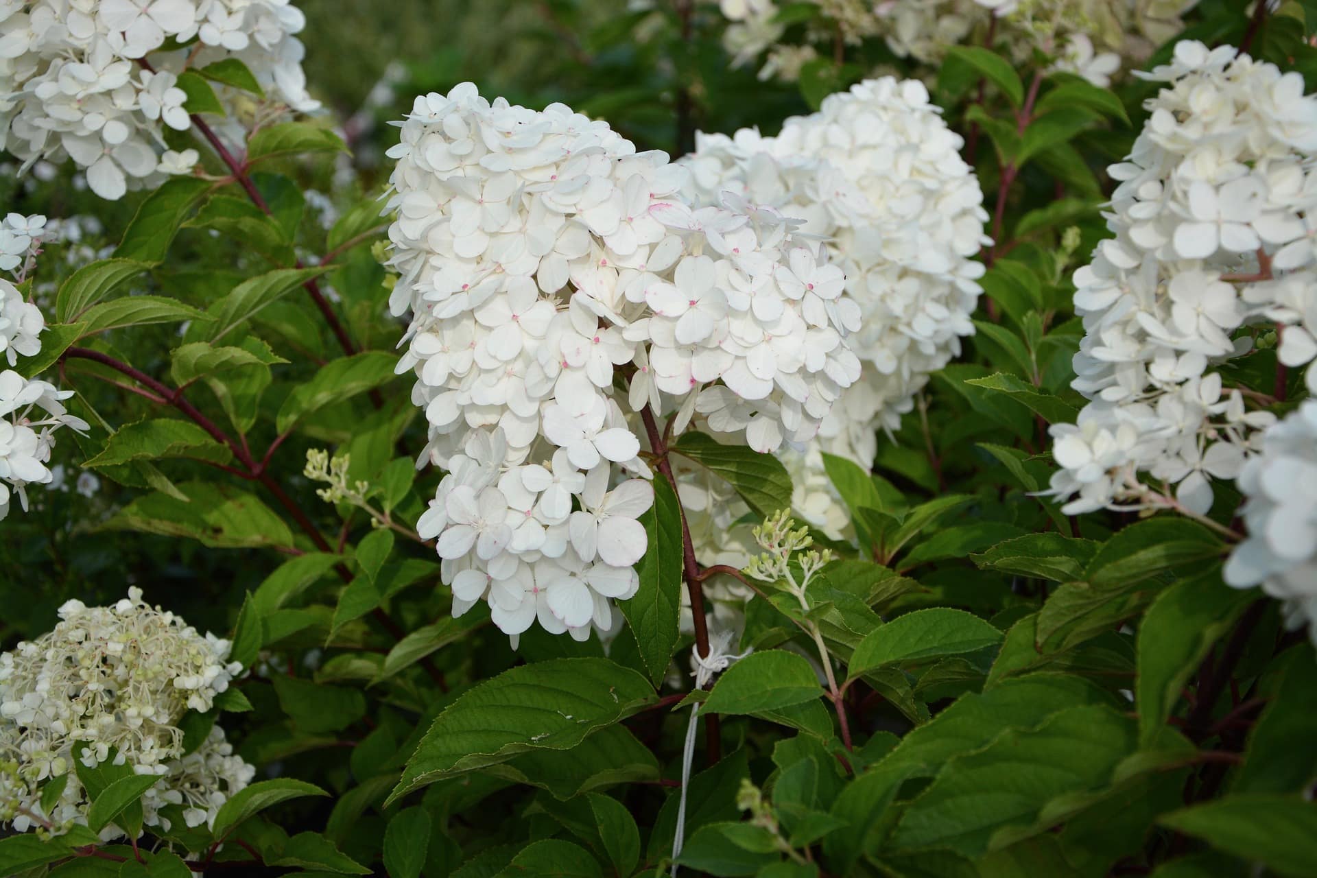 50 Types of White Flowers (with Pictures)