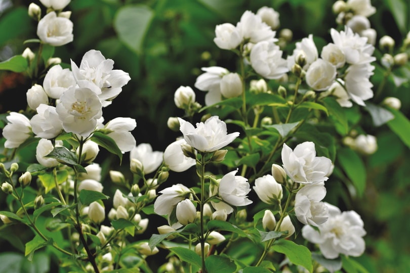 50 Types of White Flowers (with Pictures)