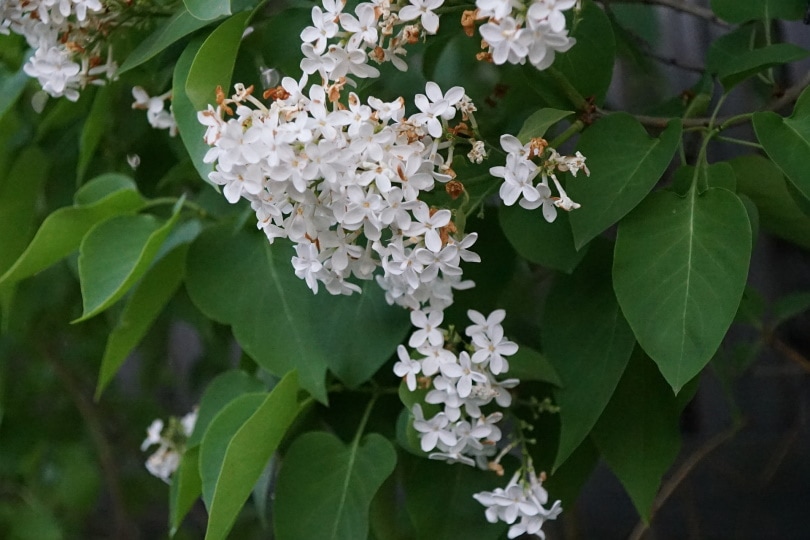 50 Types of White Flowers (with Pictures)