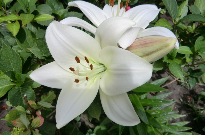 50 Types of White Flowers (with Pictures)