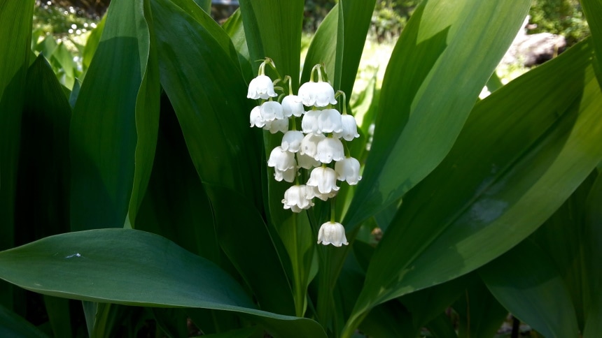 50 Types of White Flowers (with Pictures)