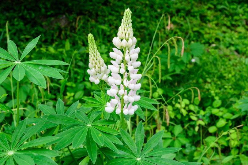 50 Types of White Flowers (with Pictures)
