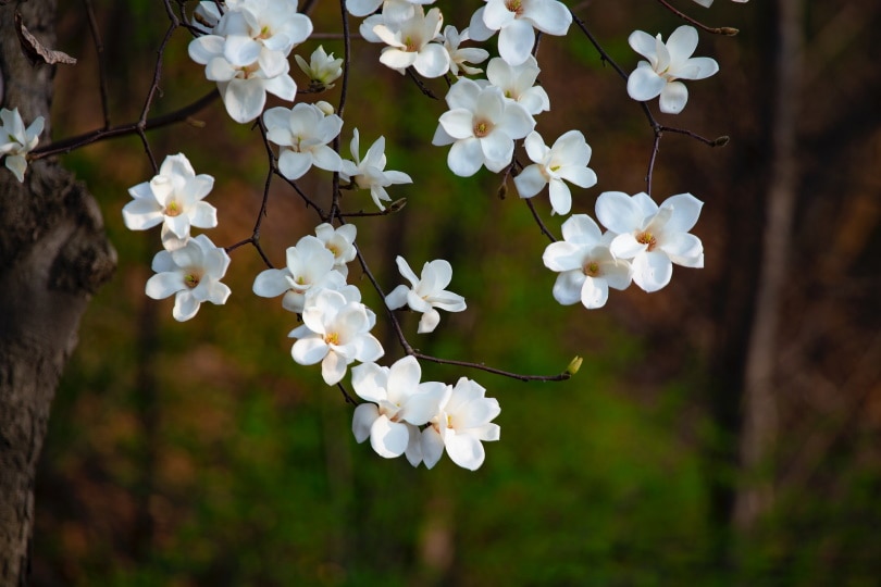 50 Types of White Flowers (with Pictures)