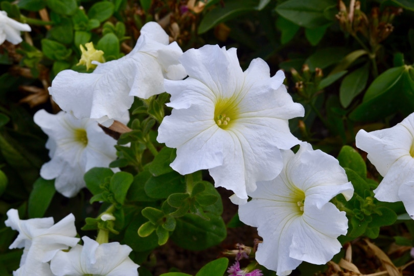 50 Types of White Flowers (with Pictures)