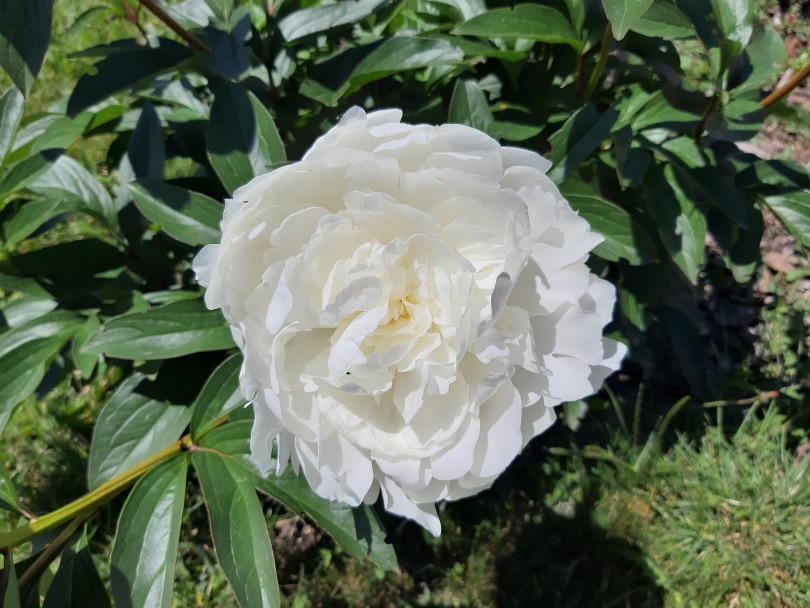 50 Types of White Flowers (with Pictures)