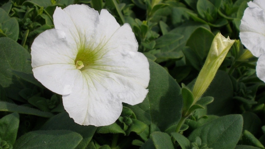 50 Types of White Flowers (with Pictures)