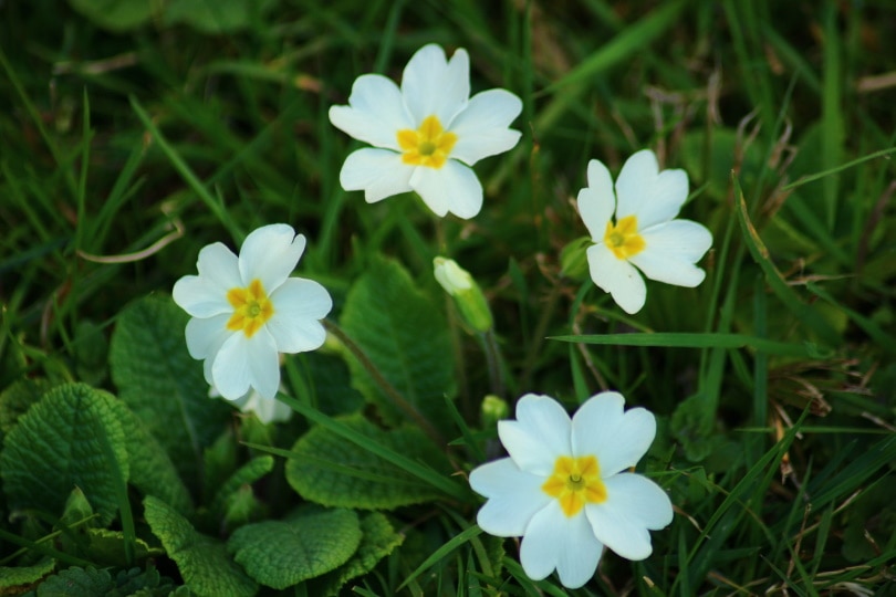 50 Types of White Flowers (with Pictures)