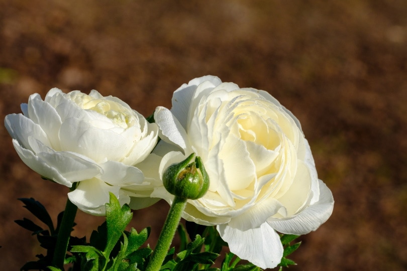 50 Types of White Flowers (with Pictures)