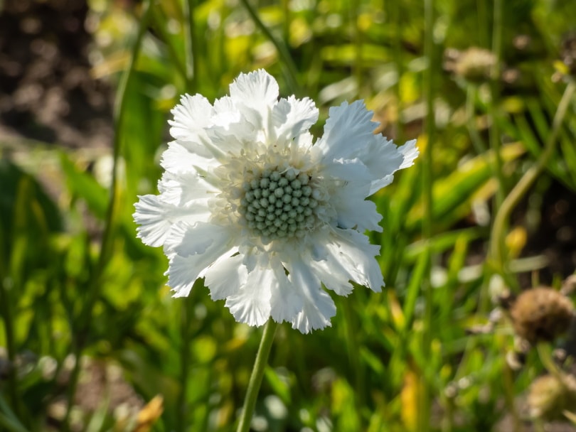 50 Types of White Flowers (with Pictures)