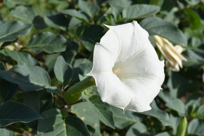 50 Types of White Flowers (with Pictures)