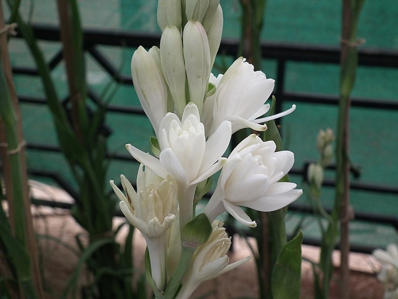 50 Types of White Flowers (with Pictures)