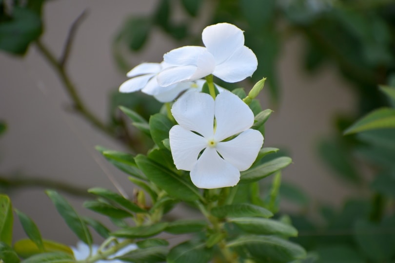 50 Types of White Flowers (with Pictures)