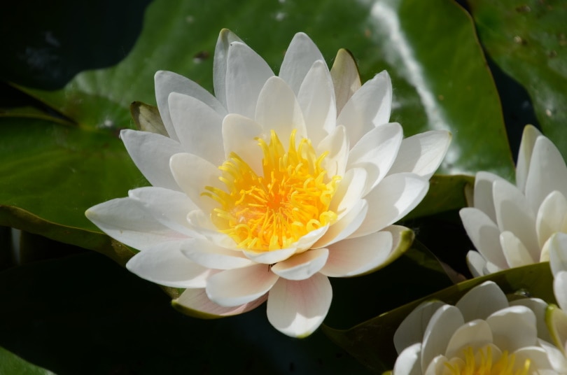50 Types of White Flowers (with Pictures)