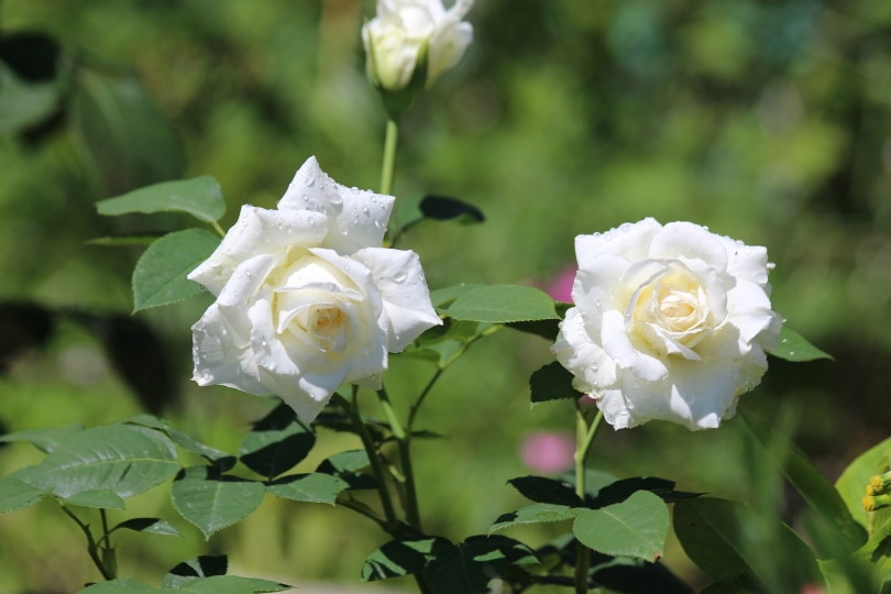 50 Types of White Flowers (with Pictures)