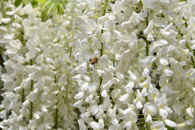 50 Types of White Flowers (with Pictures)