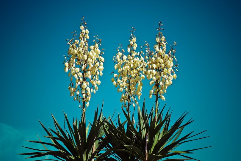 50 Types of White Flowers (with Pictures)