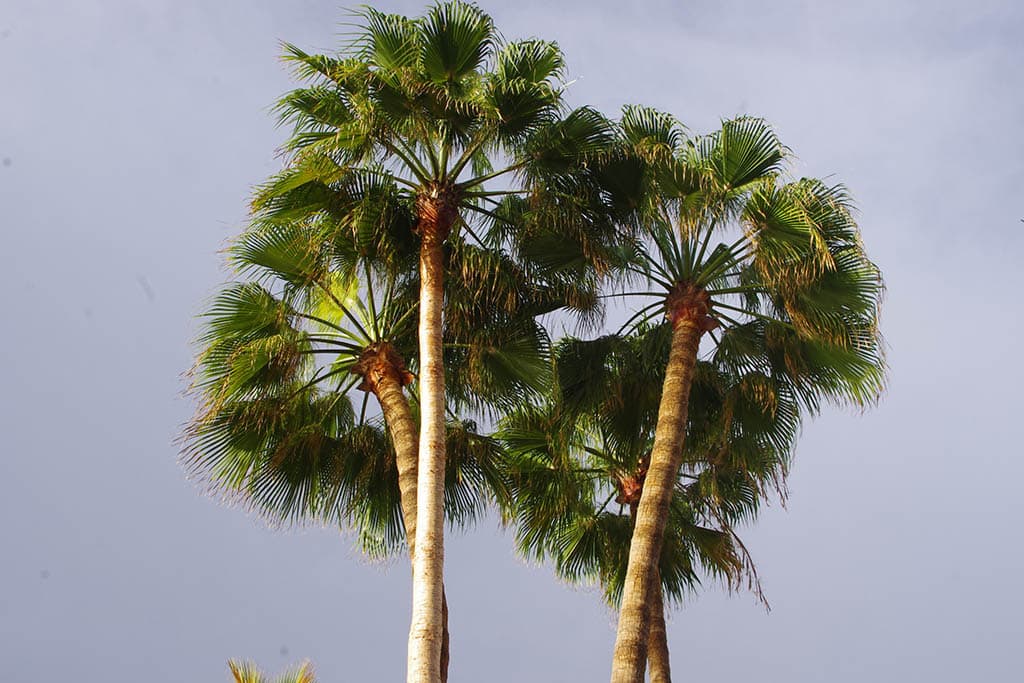 18 Types of Palm Trees in Florida (With Pictures)