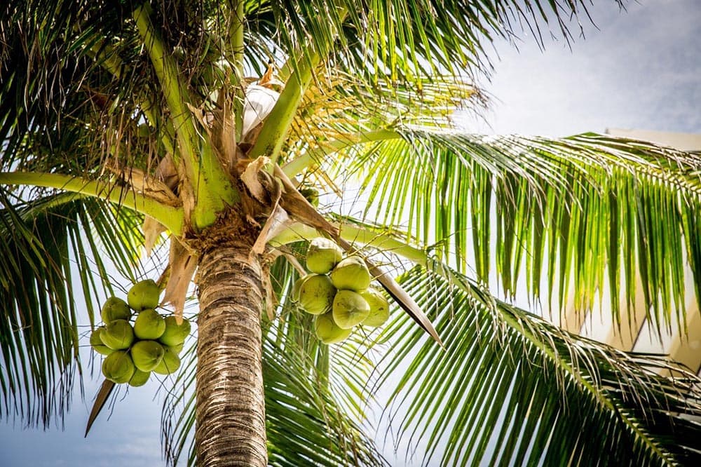 18 Types of Palm Trees in Florida (With Pictures)