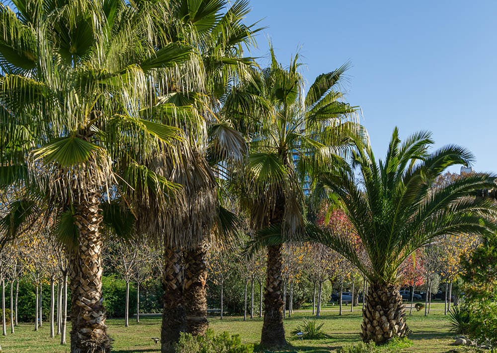 18 Types of Palm Trees in Florida (With Pictures)