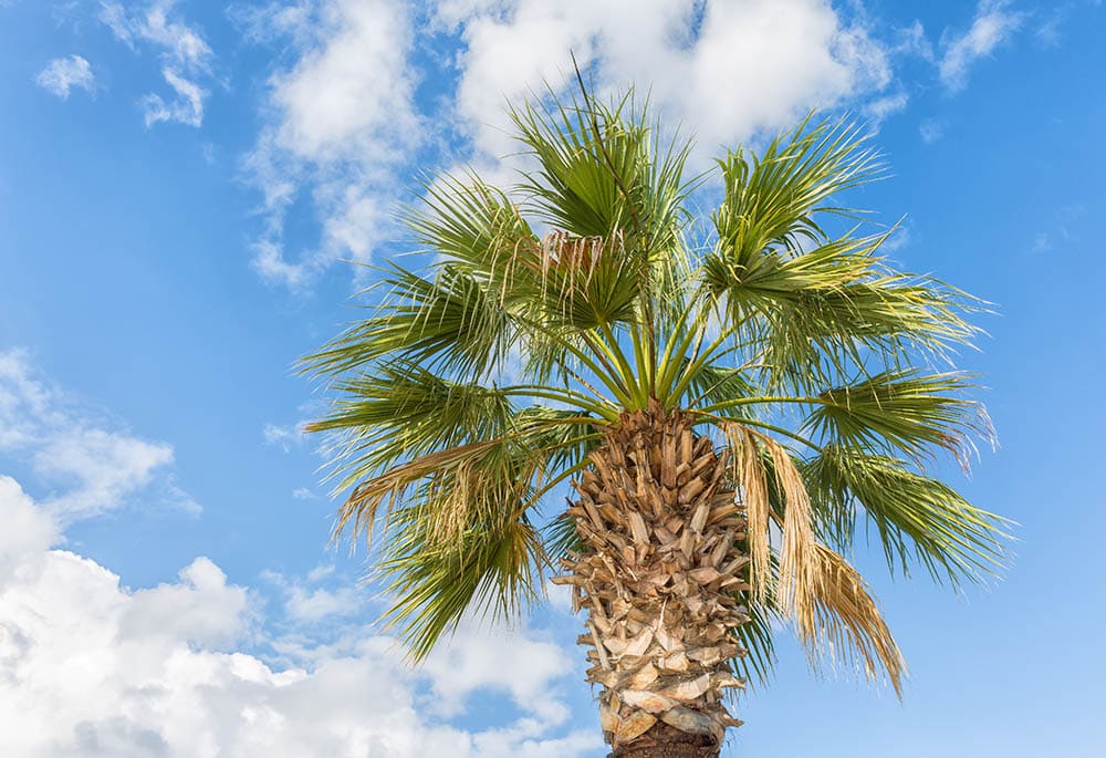 18 Types of Palm Trees in Florida (With Pictures)