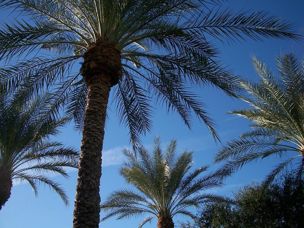 18 Types of Palm Trees in Florida (With Pictures)