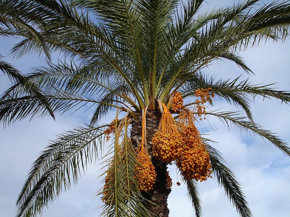 18 Types of Palm Trees in Florida (With Pictures)