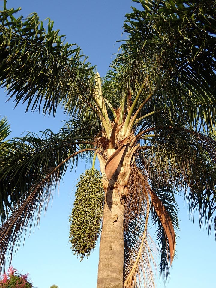 18 Types of Palm Trees in Florida (With Pictures)