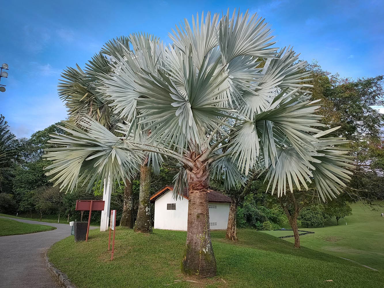 18 Types of Palm Trees in Florida (With Pictures)