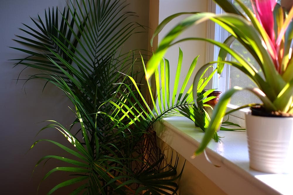 18 Types of Palm Trees in Florida (With Pictures)