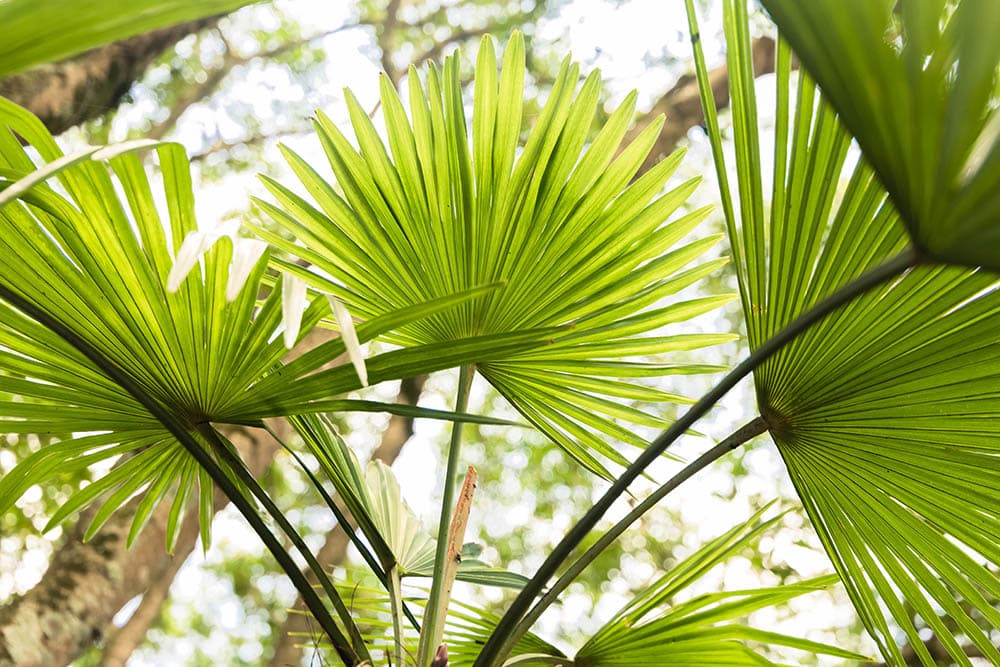 18 Types of Palm Trees in Florida (With Pictures)