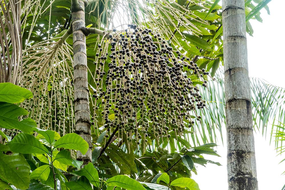 18 Types of Palm Trees in Florida (With Pictures)