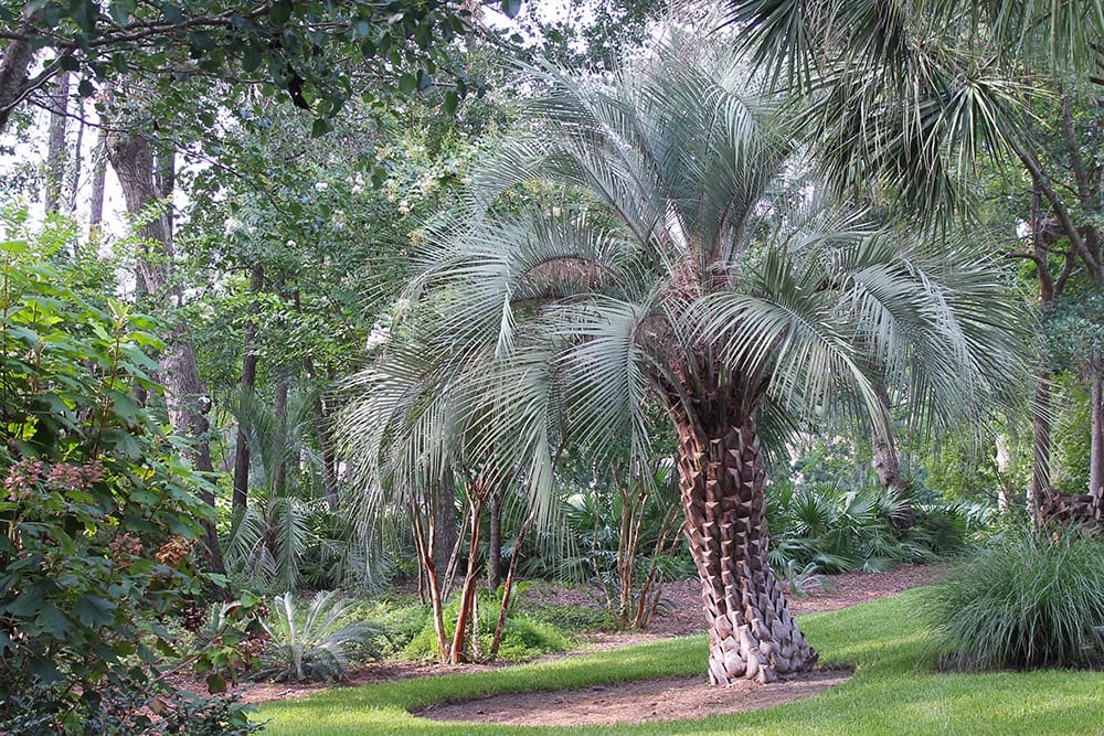 18 Types of Palm Trees in Florida (With Pictures)
