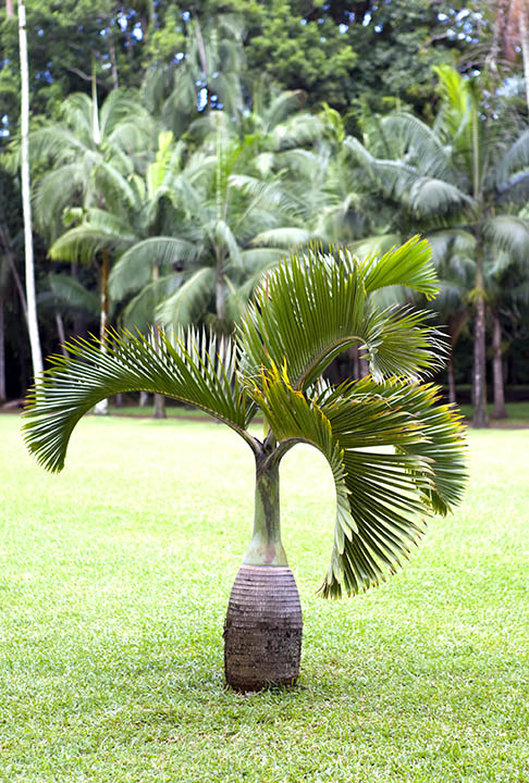 18 Types of Palm Trees in Florida (With Pictures)