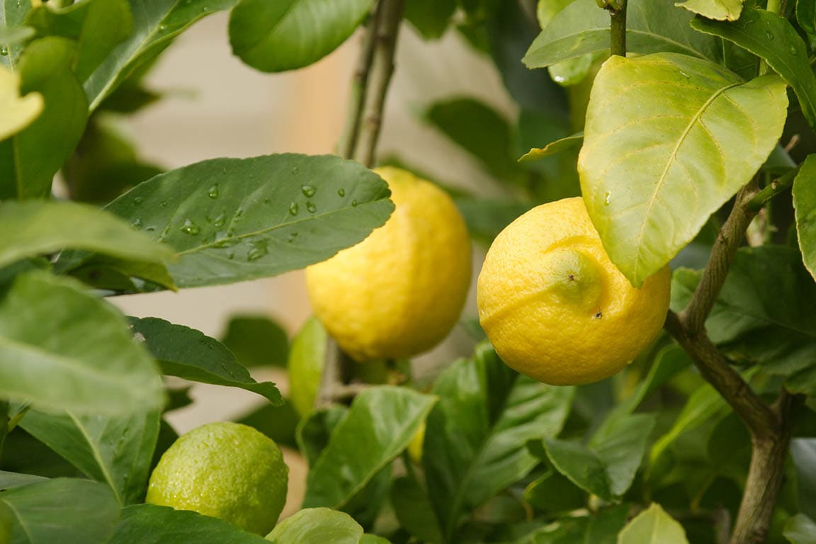 15 Types of Lemon Trees (With Pictures)