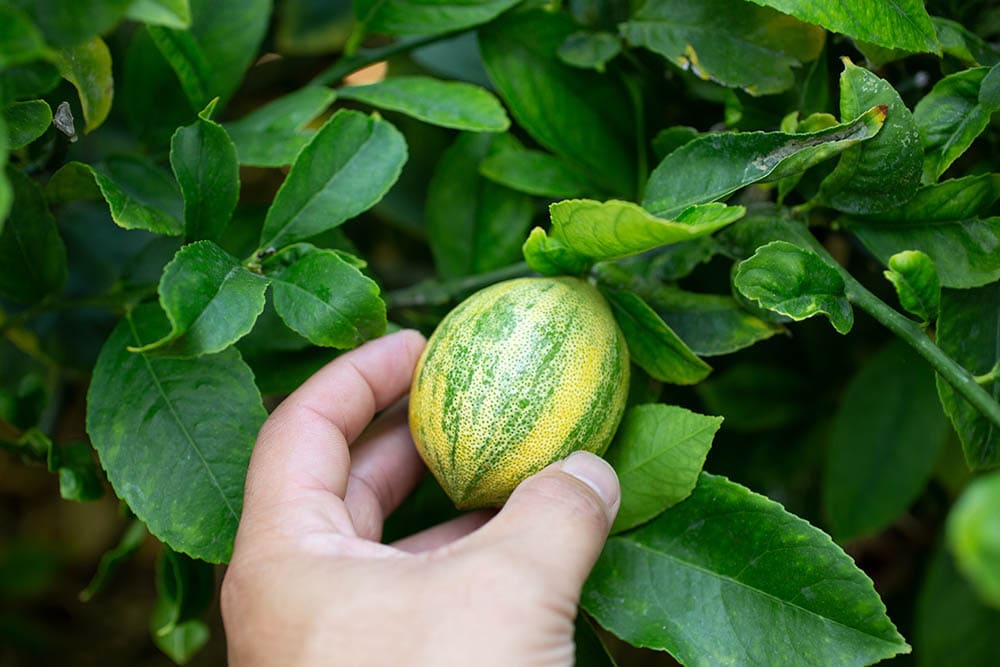 15 Types of Lemon Trees (With Pictures)