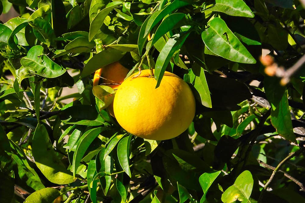 15 Types of Lemon Trees (With Pictures)